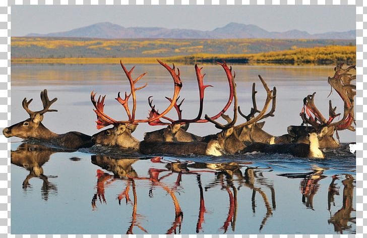 Reindeer Antler Elk Animal Wildlife PNG, Clipart, Animal, Antler, Caribou, Cartoon, Com Free PNG Download