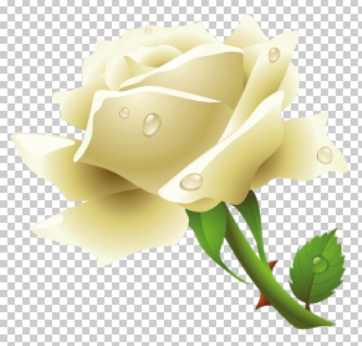 Rose PNG, Clipart, Bud, Closeup, Computer Icons, Computer Wallpaper, Cut Flowers Free PNG Download
