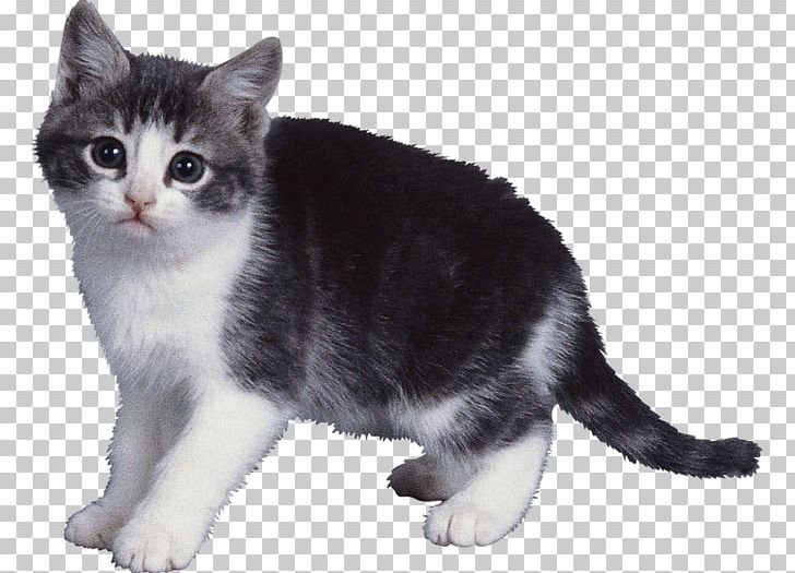 Cat Dog Kitten Animal Pet PNG, Clipart, American, American Shorthair, Animal, Animals, Carnivoran Free PNG Download
