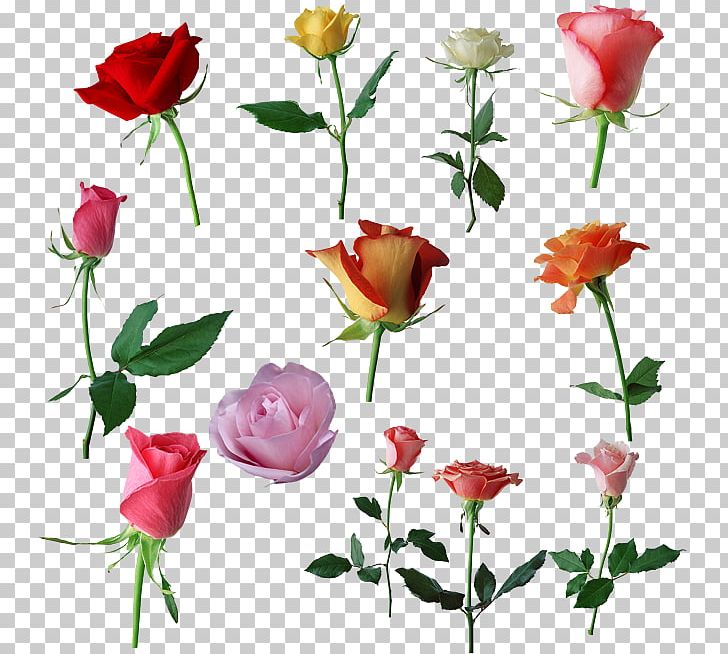 Garden Roses Beach Rose Centifolia Roses Flower PNG, Clipart, Annual Plant, Background, Buckle, Centifolia Roses, Cut Flowers Free PNG Download