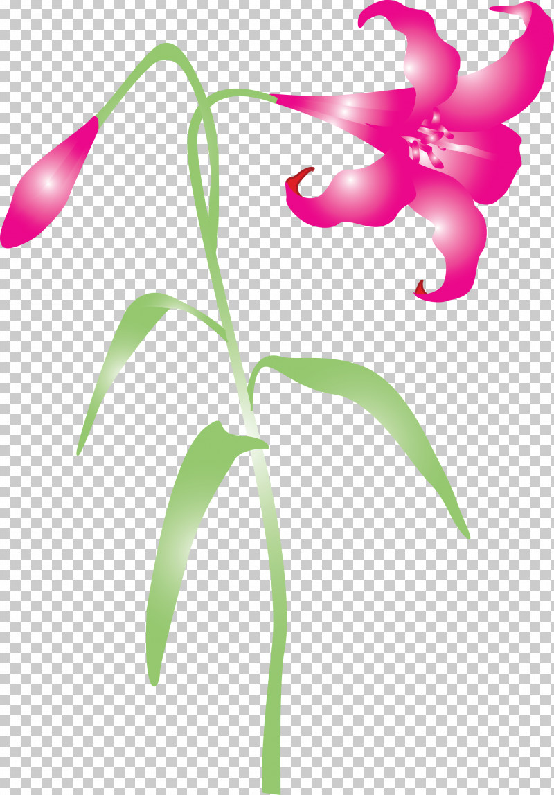 Easter Flower Spring Flower PNG, Clipart, Easter Flower, Flower, Impatiens, Magenta, Orchid Free PNG Download