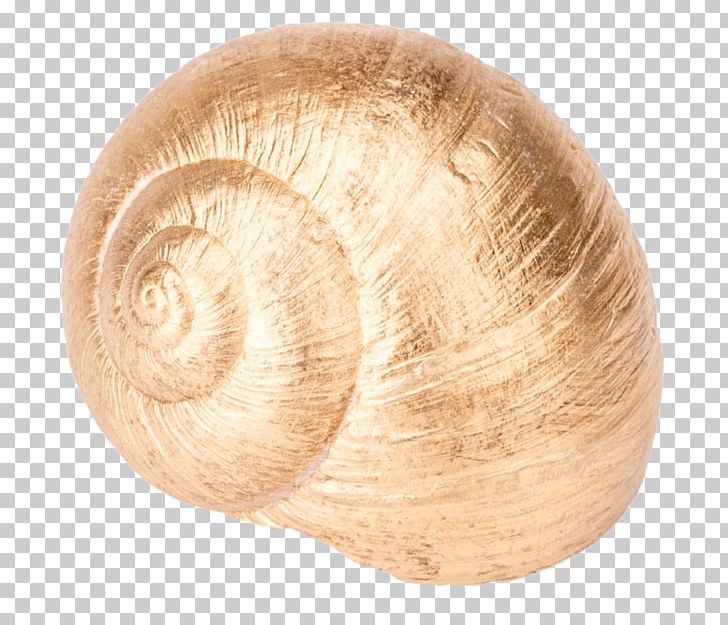 Burgundy Snail Gastropod Shell Gastropods Seashell PNG, Clipart, Advent, Advent Wreath, Animals, Bivalvia, Burgundy Snail Free PNG Download