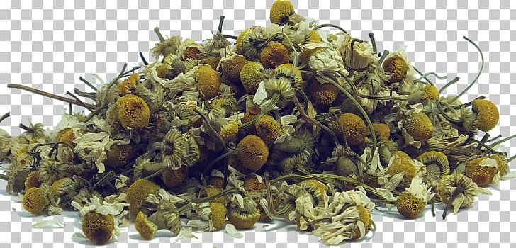 Green Tea Sencha Chamomile Earl Grey Tea PNG, Clipart, Antioxidant, Black Tea, Chamomile, Commodity, Detoxification Free PNG Download