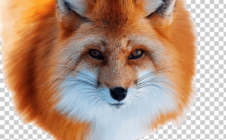 Red Fox Arctic Fox Silver Fox Fur PNG, Clipart, Animal, Animals, Arctic Fox, Carnivoran, Dog Like Mammal Free PNG Download