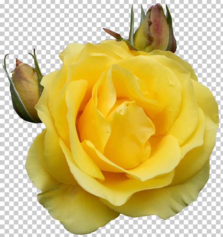 Rose Yellow PNG, Clipart, Animation, Blue, Clipart, Clip Art, Cut Flowers Free PNG Download
