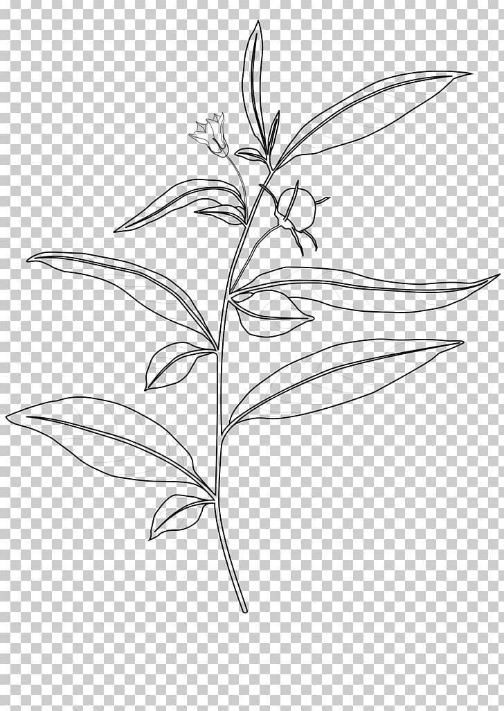 Capsicum Lanceolatum Nightshade Capsicum Baccatum Flower PNG, Clipart, Artwork, Black And White, Branch, Capsicum, Capsicum Baccatum Free PNG Download
