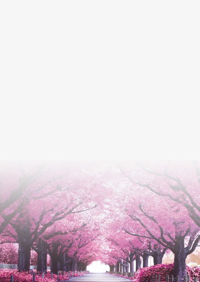 Cherry Background PNG, Clipart, Beautiful, Blossoms, Both, Cherry, Cherry Blossoms Free PNG Download