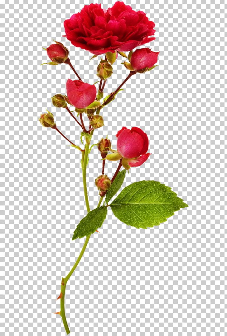 Garden Roses Bud Flower Stock Photography PNG, Clipart, Aculi, Branch, Bud, Cut Flowers, Flower Free PNG Download