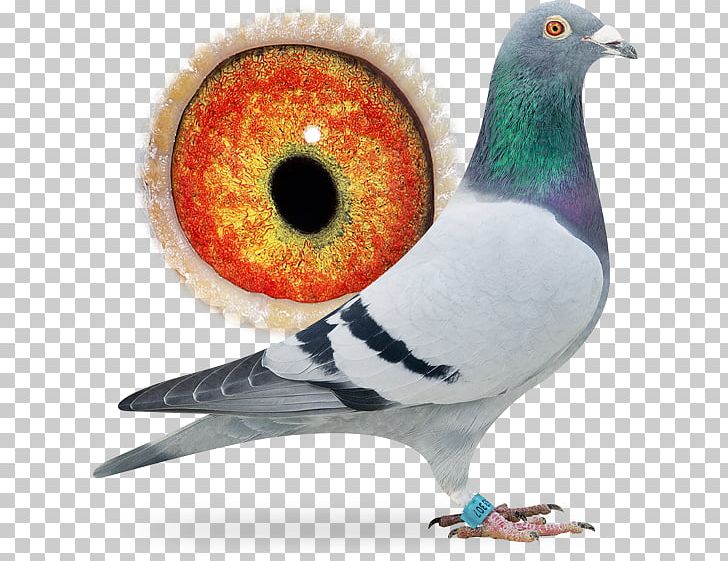 Racing Homer Columbidae Homing Pigeon Bird Pigeon Racing PNG, Clipart, Animals, Beak, Bird, Breed, Columbidae Free PNG Download