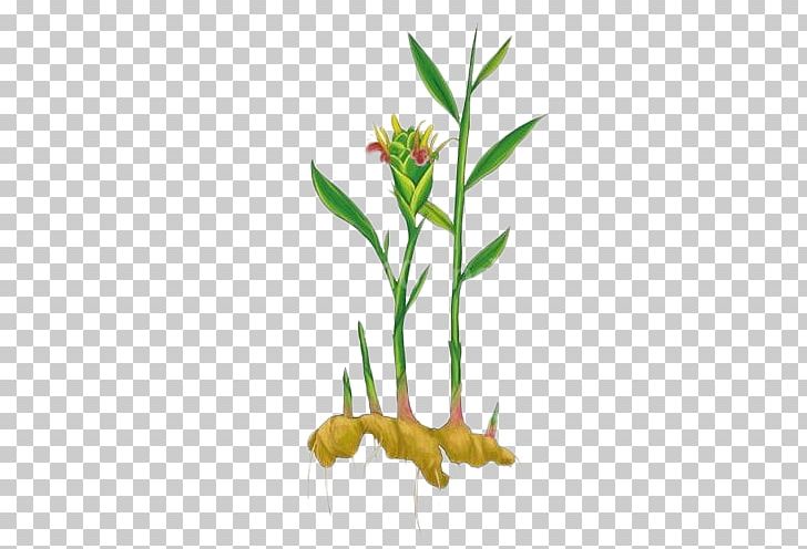 Ginger Leaf Plant Condiment Grasses PNG, Clipart, Autumn Leaves, Branch, Cough, Drawing, Euclidean Vector Free PNG Download