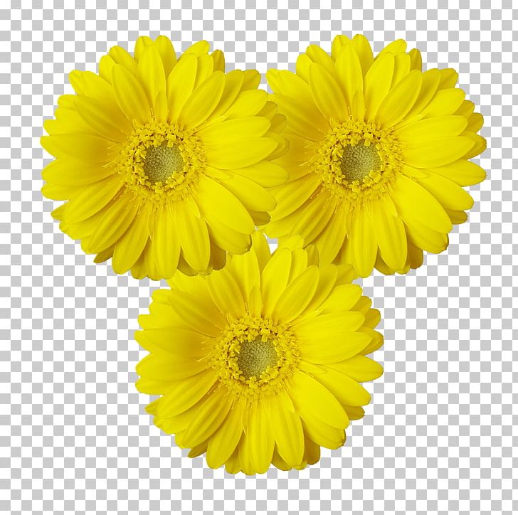 Transvaal Daisy Cut Flowers Chrysanthemum Marigolds Sunflower M PNG, Clipart, Ancona, Black And White, Calendula, Chrysanthemum, Chrysanths Free PNG Download