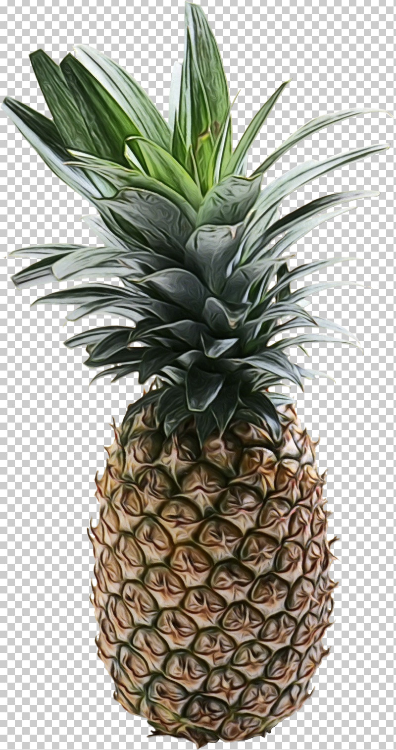 Pineapple PNG, Clipart, Biology, Flowerpot, Fruit, Paint, Pineapple Free PNG Download