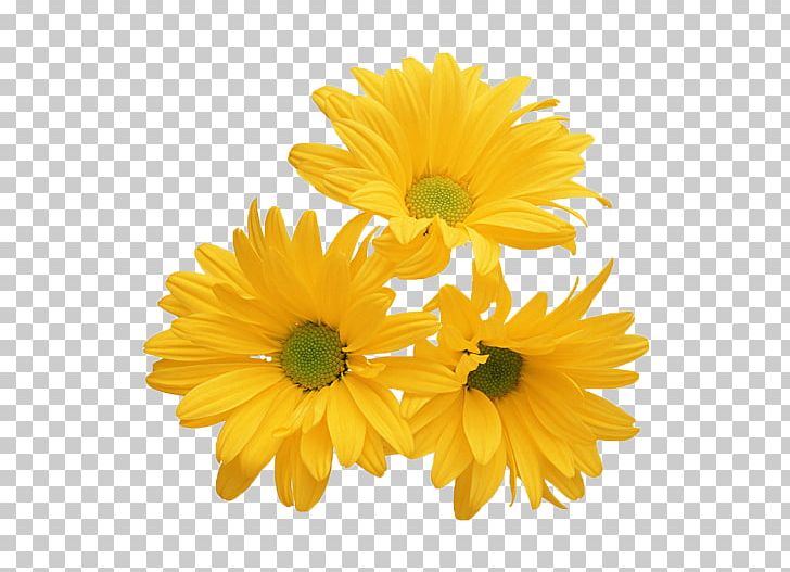 Chrysanthemum Yellow Flower White Stock Photography PNG, Clipart, Beautiful, Calendula, Chrysanths, Color, Cut Flowers Free PNG Download