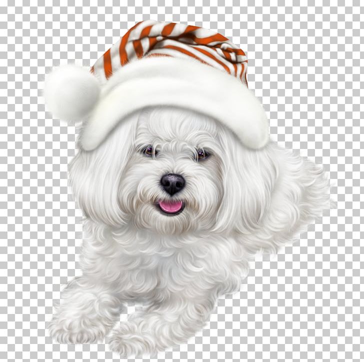 Dog 0 PNG, Clipart, 2017, 2018, Animals, Bichon, Blog Free PNG Download