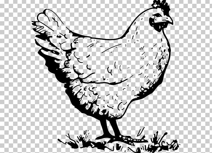 Fried Chicken Coloring Book Fried Egg Chicken Coop PNG, Clipart, Adult, Animals, Art, Artwork, Beak Free PNG Download