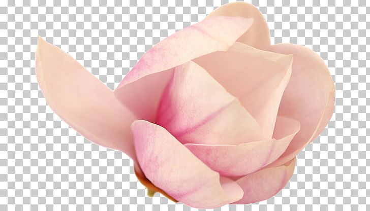 Garden Roses Cut Flowers Pink M Petal PNG, Clipart, Closeup, Closeup, Cut Flowers, Flore, Flower Free PNG Download