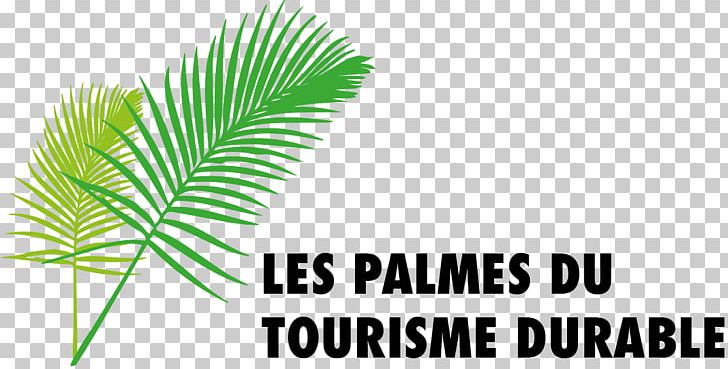 Palm Trees Plant Stem Leaf Font Line PNG, Clipart, Arecales, Durable, Etre, Grass, Green Free PNG Download
