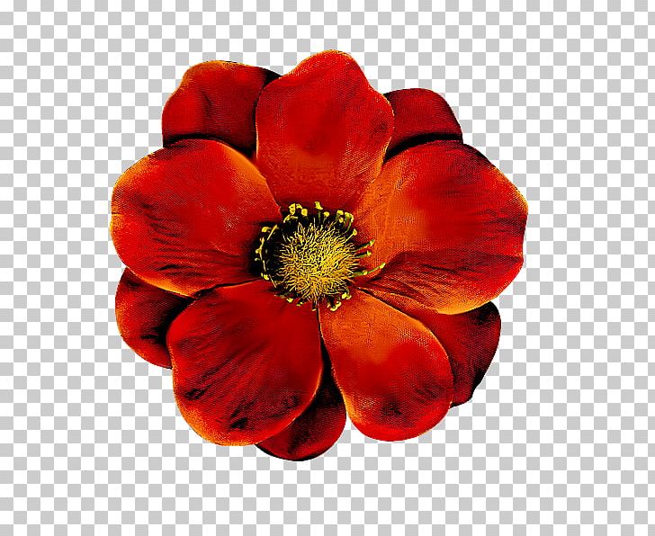 Drawing Watercolor Painting Flower PNG, Clipart, Anemone, Art, Blog, Cut Flowers, Digital Media Free PNG Download