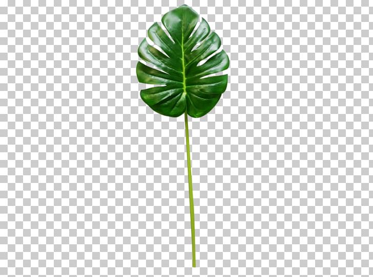 Leaf Plant Stem Tree PNG, Clipart, Green, Leaf, Monstera, Plant, Plant Stem Free PNG Download