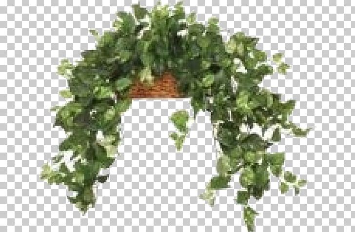 Leaf Vegetable Herb Flowerpot Tree PNG, Clipart, Basket, Botanica, Flowerpot, Grass, Herb Free PNG Download