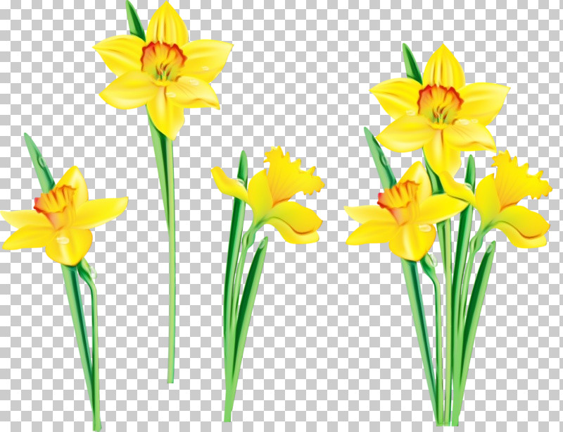 Flower Yellow Narcissus Plant Cut Flowers PNG, Clipart, Amaryllis Family, Cut Flowers, Flower, Narcissus, Paint Free PNG Download