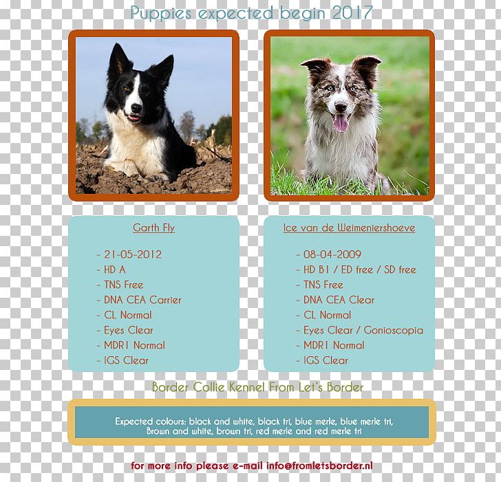 Dog Breed Border Collie Scotch Collie Puppy PNG, Clipart,  Free PNG Download