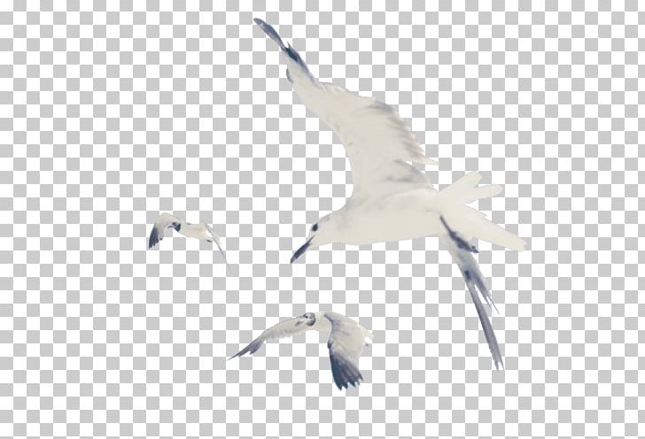 European Herring Gull Bird 0 Gulls Goose PNG, Clipart, 1989, Album, Animal Migration, Animals, Beak Free PNG Download