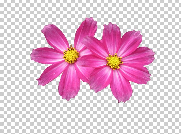 Flower Garden Desktop PNG, Clipart, Annual Plant, Aster, Blue, Chrysanths, Color Free PNG Download
