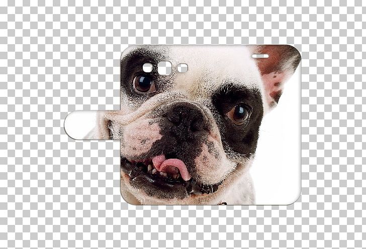 French Bulldog Puppy Samsung PNG, Clipart, Album Cover, Animals, Bulldog, Carnivoran, Companion Dog Free PNG Download