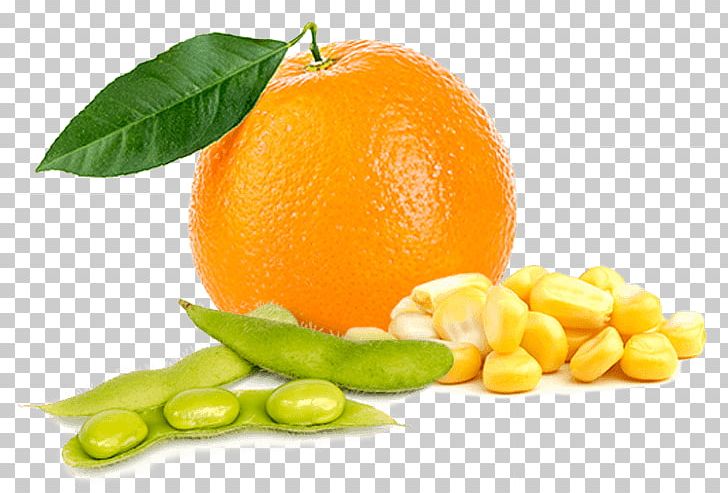 Orange Citrus Fruit Food Lemon PNG, Clipart, Base, Bio, Bitter Orange, Business, Citric Acid Free PNG Download