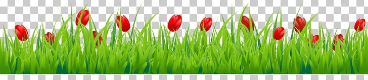 Tulip Flower Stock Photography PNG, Clipart, Balloon Cartoon, Boy Cartoon, Cartoon Character, Cartoon Cloud, Cartoon Couple Free PNG Download