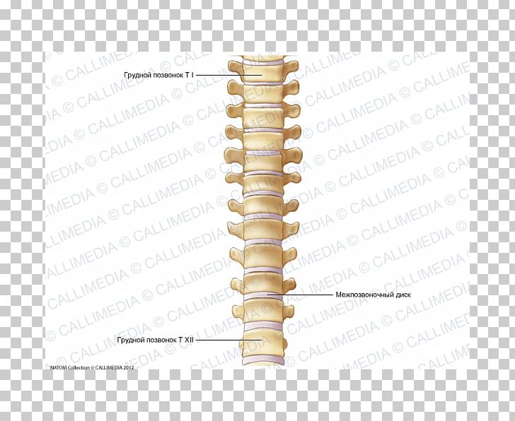 Vertebral Column Thoracic Vertebrae Dorsum Anatomy Bone PNG, Clipart, Anatomy, Angle, Atlas, Bone, Cervical Vertebrae Free PNG Download
