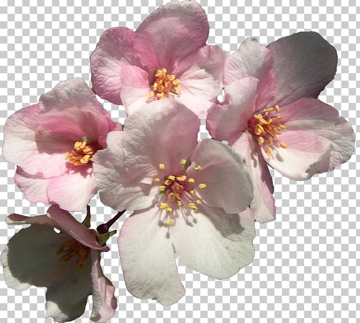 Cerasus Flower Cherry Blossom Sweet Cherry PNG, Clipart, Auglis, Blossom, Branch, Cerasus, Cherry Blossom Free PNG Download