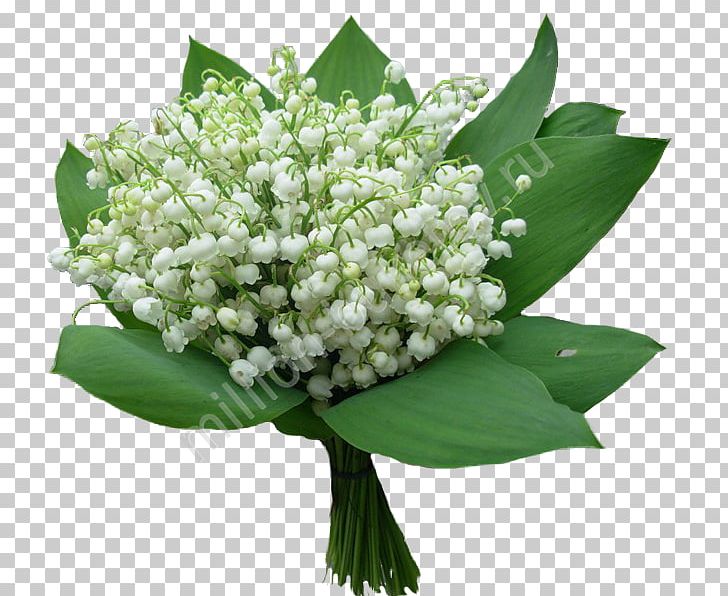 Convallarias PNG, Clipart, Convallarias, Flower, Illustrator, Lily Of The Valley, Liveinternet Free PNG Download