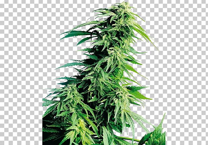 Landrace Cannabis Cultivation Kush Autoflowering Cannabis PNG, Clipart, Autoflowering Cannabis, Cannabidiol, Cannabis, Cannabis Cultivation, Cannabis Smoking Free PNG Download