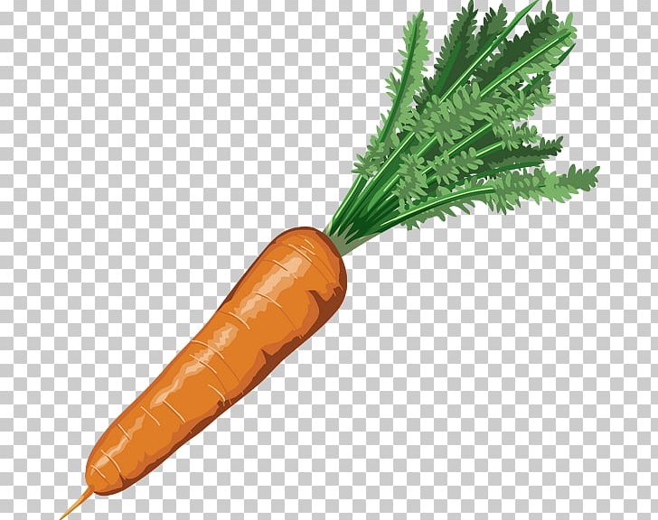 Carrot Drawing Nutrient Vegetable PNG, Clipart, Arracacia Xanthorrhiza, Baby Carrot, Bloody Mary, Carotene, Carrot Free PNG Download