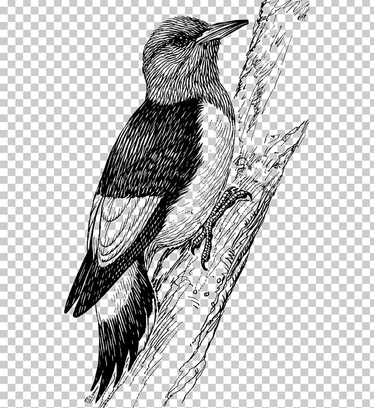 Downy Woodpecker Bird Penguin PNG, Clipart, Animals, Art, Artwork, Avian Veterinarian, Beak Free PNG Download