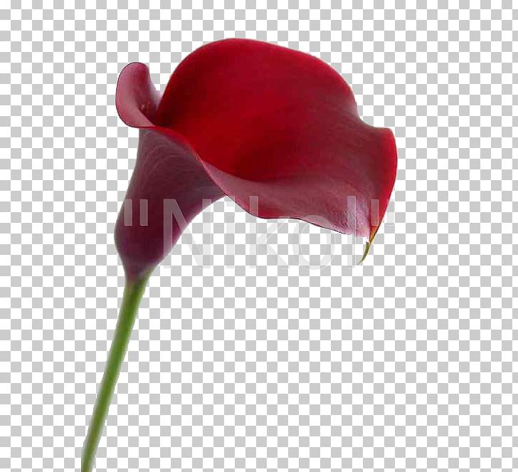 Flower Arum Lilies Arum-lily Water-arum Petal PNG, Clipart, Arum Lilies, Arumlily, Bog Arum, Calla, Calla Lily Free PNG Download