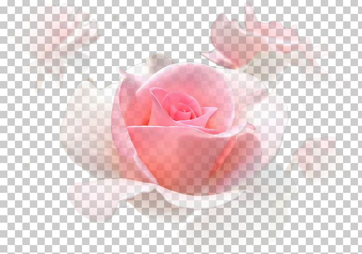 Pink Garden Roses Centifolia Roses White PNG, Clipart, Beach Rose, Black White, Blog, Blooming, Centifolia Roses Free PNG Download