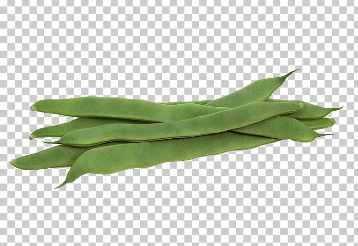 Common Bean French Cuisine Green Bean Vegetable PNG, Clipart, Alamy, Bean, Beans, Coffee Bean, Coffee Beans Free PNG Download