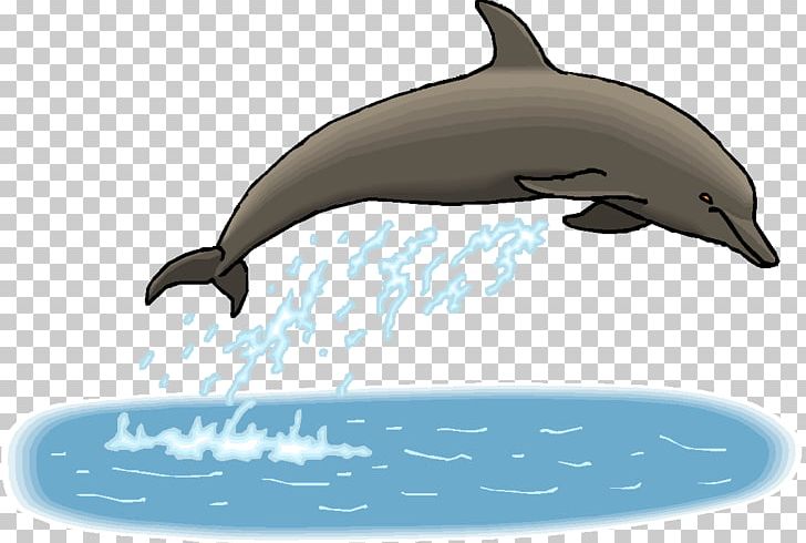 Common Bottlenose Dolphin Tucuxi Short-beaked Common Dolphin Rough-toothed Dolphin Wholphin PNG, Clipart, Animals, Automotive Design, Biology, Bottlenose Dolphin, Cetacea Free PNG Download