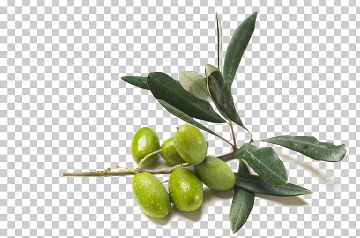 Olive Oil Food Coconut Oil PNG, Clipart, Black Olive, Colza Oil, Cooking Oil, Denominacixf3n De Origen, Extract Free PNG Download