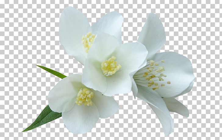 White Flower Color PNG, Clipart, Auglis, Blossom, Flower, Flowering Plant, Green Free PNG Download