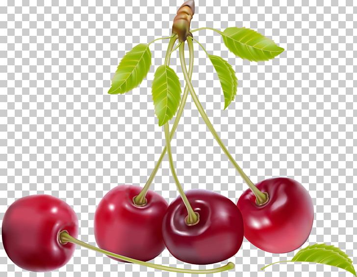 Cherry Fruit Drawing PNG, Clipart, Acerola, Acerola Family, Berries, Berry, Blueberry Free PNG Download