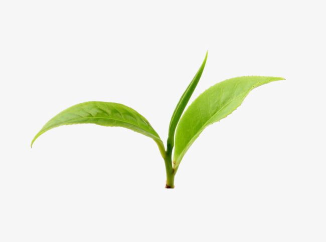 Closeup Of Green Tea Leaves PNG, Clipart, Chaya, Close, Close Up, Closeup Clipart, Free Free PNG Download