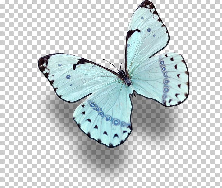 Drawing Illustration PNG, Clipart, Arthropod, Book, Brother, Brush Footed Butterfly, Cartoon Free PNG Download