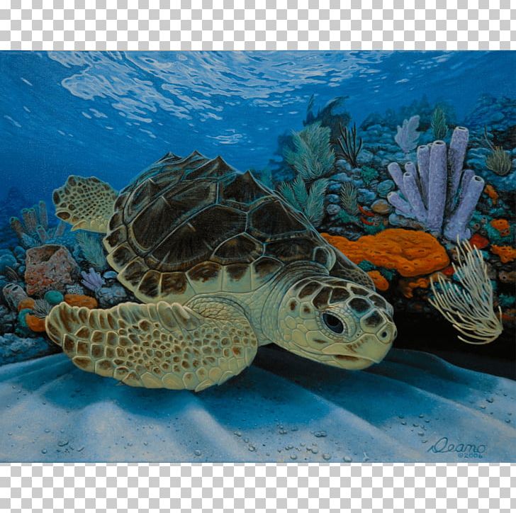 Loggerhead Sea Turtle Pond Turtles Hawksbill Sea Turtle PNG, Clipart, Animals, Canvas Print, Caretta, Coral Reef, Coral Reef Fish Free PNG Download