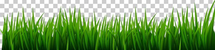 Vetiver Wheatgrass Green Commodity PNG, Clipart, Chrysopogon, Chrysopogon Zizanioides, Clip Art, Clipart, Commodity Free PNG Download