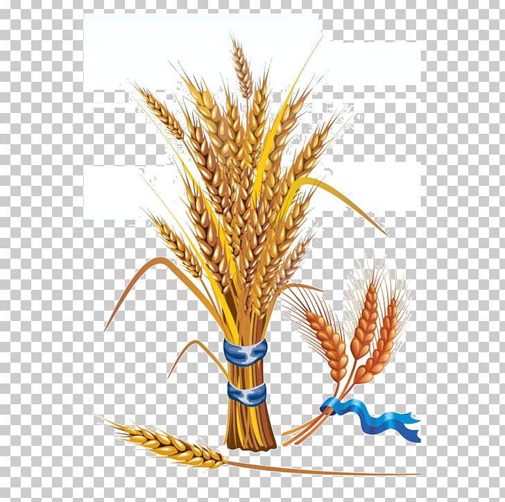 Wheat Euclidean Grain PNG, Clipart, Barley, Cereal, Commodity, Feather, Flowering Plant Free PNG Download