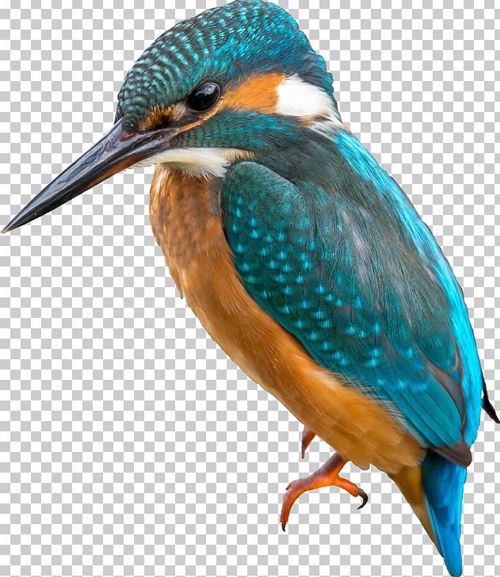 Belted Kingfisher Bird Green Kingfisher Gift PNG, Clipart, Beak, Belted Kingfisher, Bird, Coraciiformes, English Language Free PNG Download